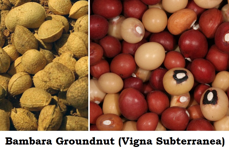 Proven Health Benefits of "Bambara" Nuts Reterdeen