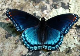 Butterflies: Natures Beauty