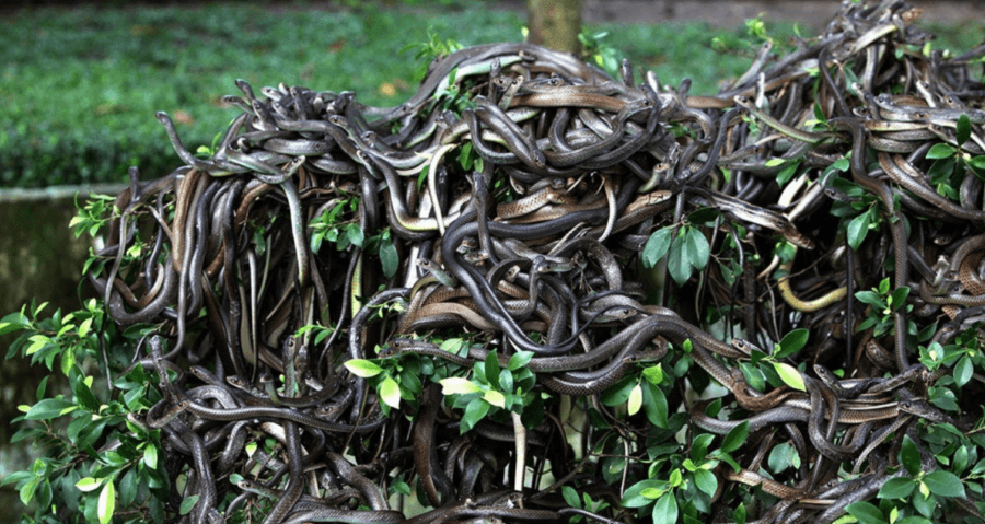 Places No Nigerian Has Been To - Snake Island