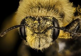 Bees: Learn All About The Honey Maker