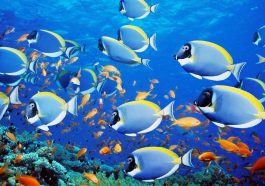 Fish: What Do We Really Know?