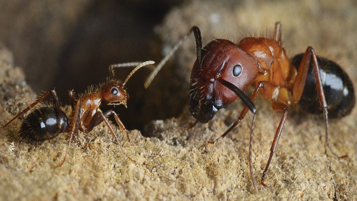 Ants: Do You Really Know These Amazing Creatures?