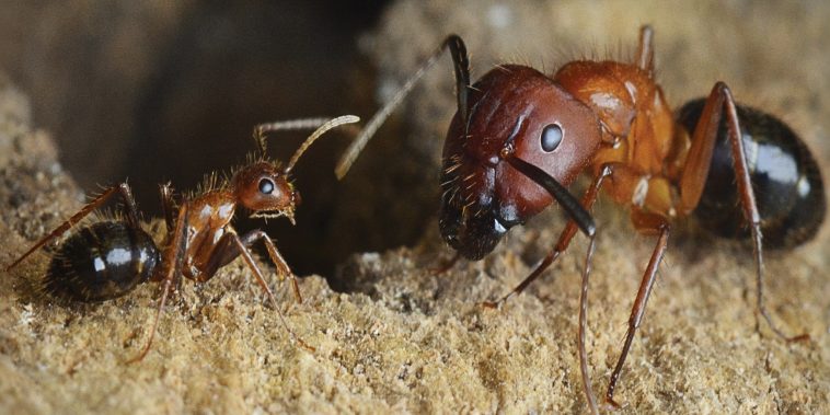 Ants: Do You Really Know These Amazing Creatures?