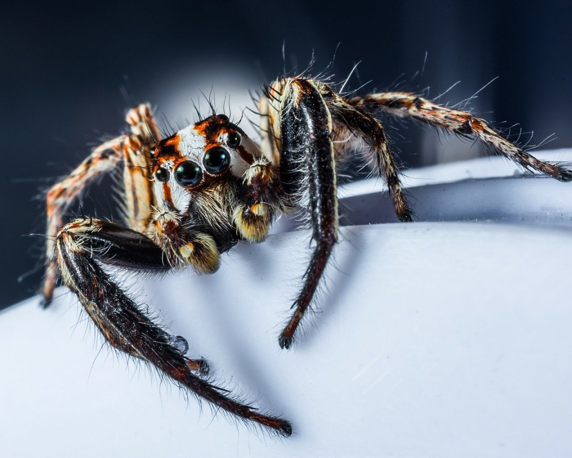 Are Spiders Insect? Click to Learn