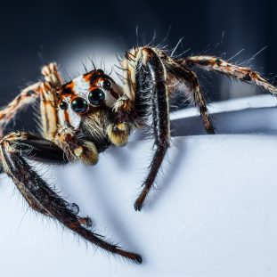 Are Spiders Insect? Click to Learn