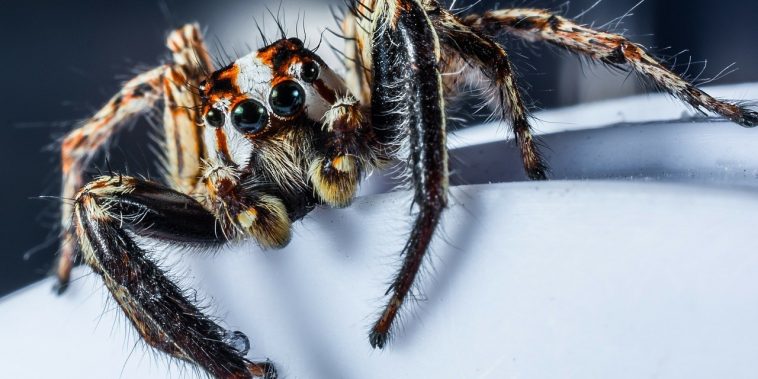 Are Spiders Insect? Click to Learn