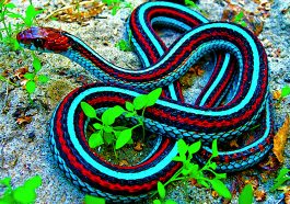Animal Education: What Are Snakes?