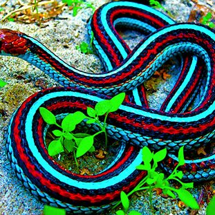 Animal Education: What Are Snakes?