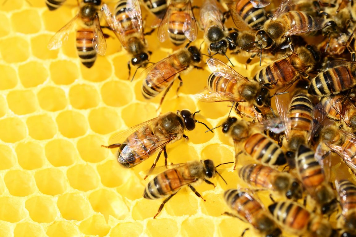6 Must-know Facts About Beekeeping