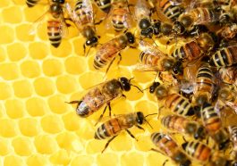 6 Must-know Facts About Beekeeping