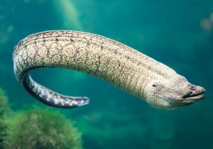 Can You Name The Type Of Fish These Are?