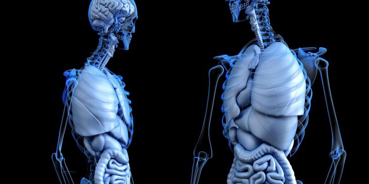 Which Organs Can You Survive Without? Let's Find Out In This Post