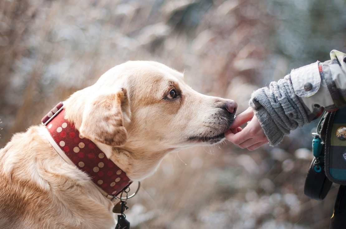 Did You Know Dogs Can Recognise A Bad Person? Science Says So